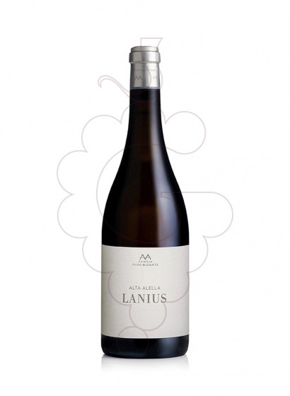 Foto Lanius vino blanco