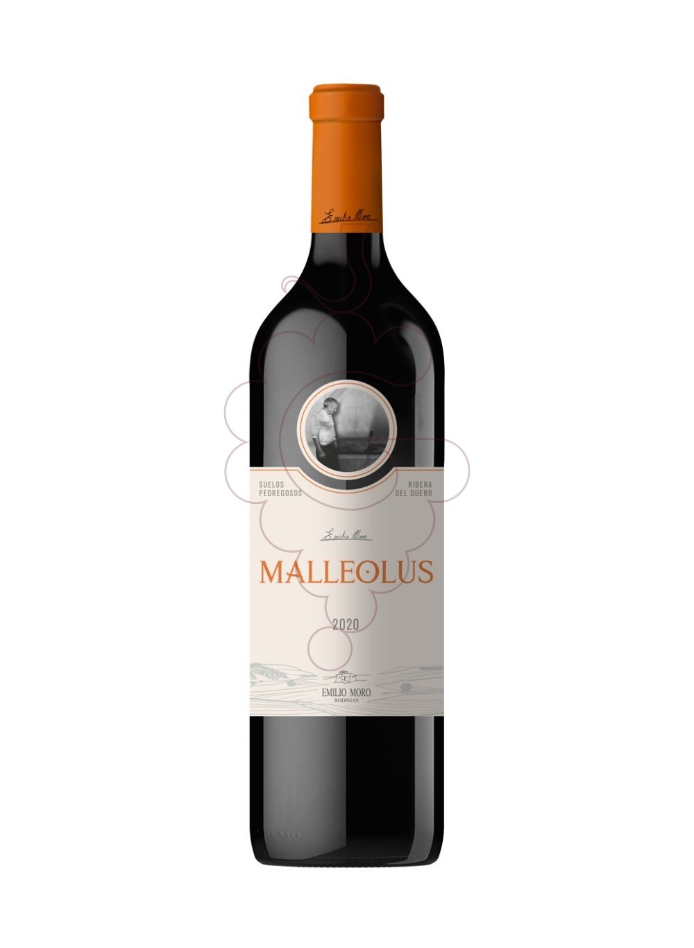 Foto Malleolus  vino tinto